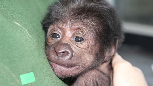Császármetszéssel született a gorillabébi