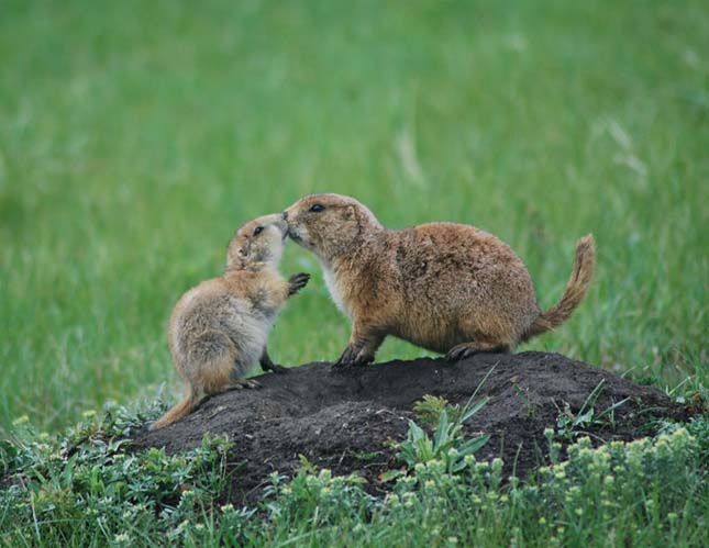 Gyerekfotósokat díjazott a National Geographic