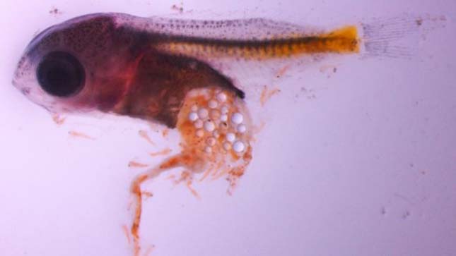 A fiatal halak rászoknak a műanyagrészecskékre