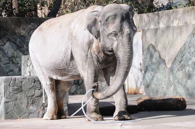 Japán legöregebb elefántja