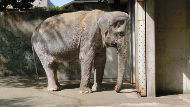 Japán legöregebb elefántja