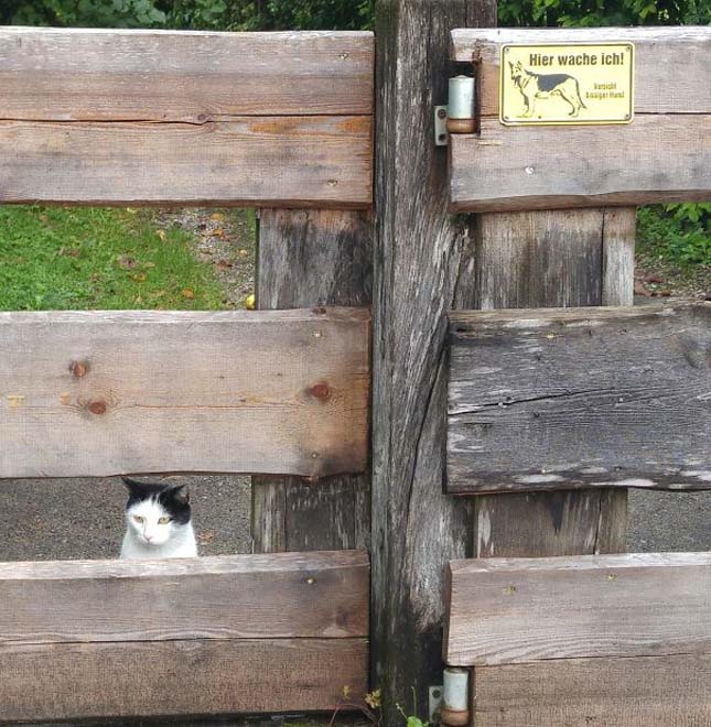 Amikor a harapós kutya tábla nem fedi a valóságot