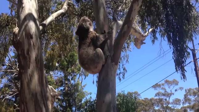 Hisztiző koala