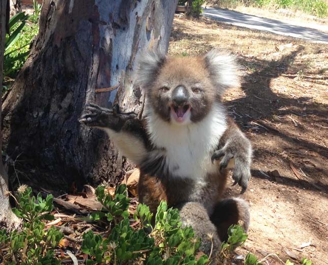 Hisztiző koala