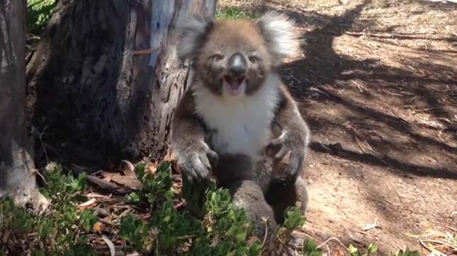 Hisztiző koala