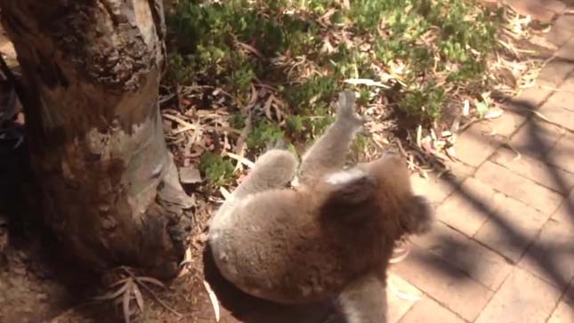 Hisztiző koala