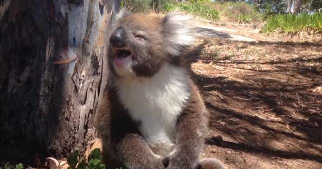 Hisztiző koala