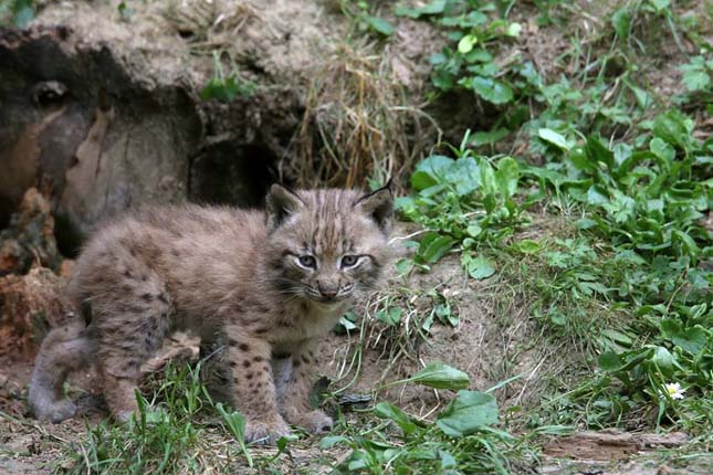 Hiuúzok születtek a Veszprémi Állatkertben