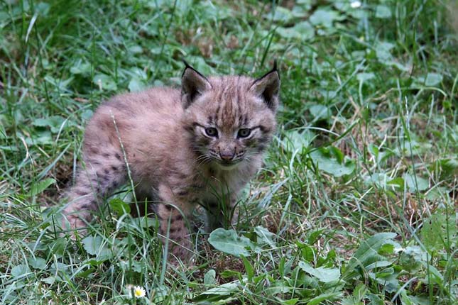 Hiuúzok születtek a Veszprémi Állatkertben