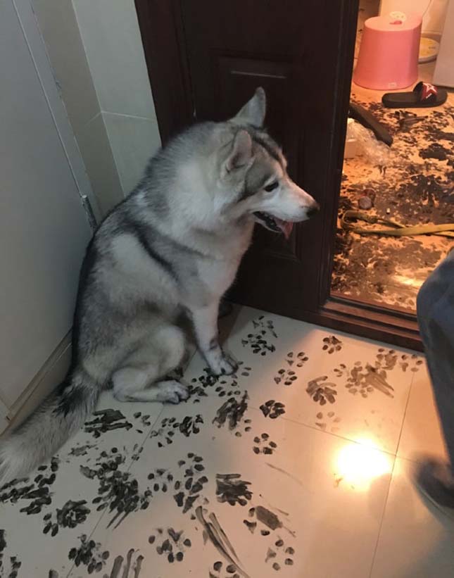 Tintával dekorálta ki a lakást az unatkozó husky