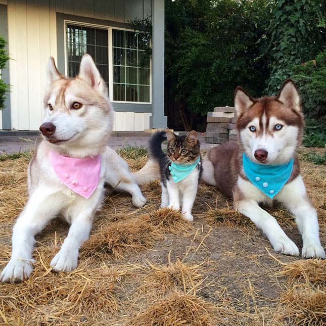 Husky kutyák fogadták be maguk közé a megmentett macska