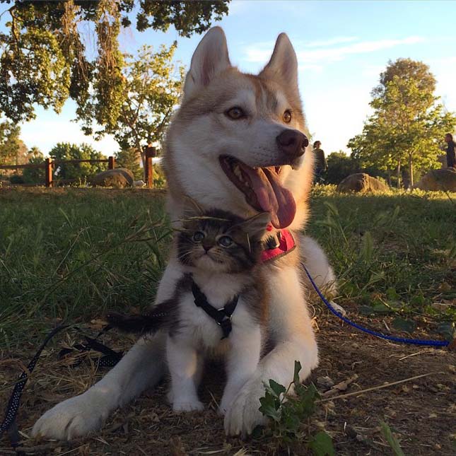 Husky kutyák fogadták be maguk közé a megmentett macska