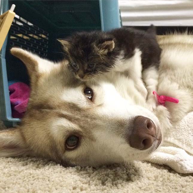 Husky kutyák fogadták be maguk közé a megmentett macska
