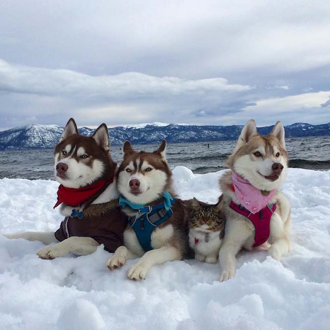 Husky kutyák fogadták be maguk közé a megmentett macska