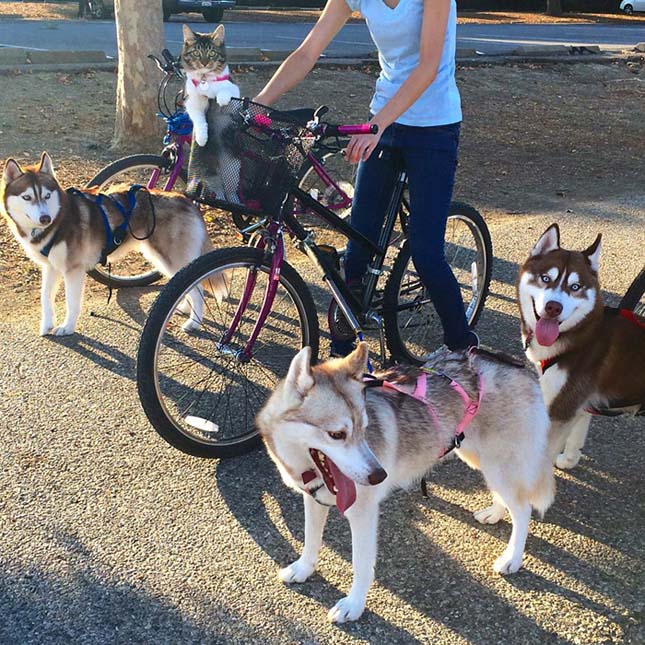 Husky kutyák fogadták be maguk közé a megmentett macska