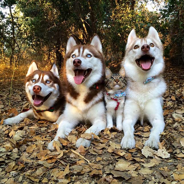 Husky kutyák fogadták be maguk közé a megmentett macska