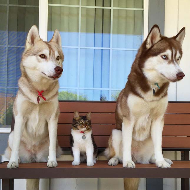 Husky kutyák fogadták be maguk közé a megmentett macska