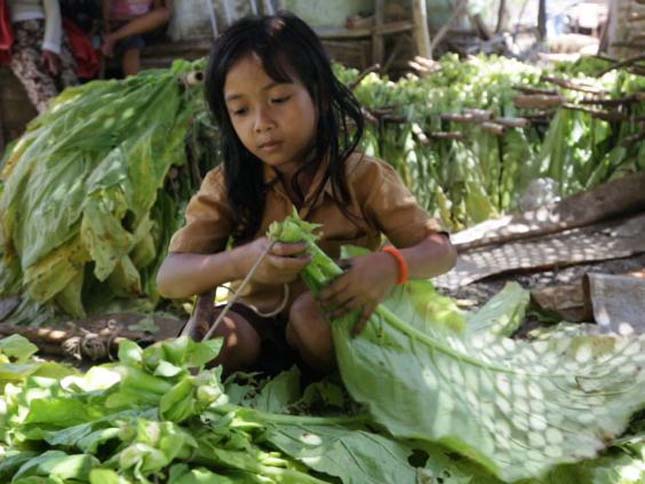 Több ezer gyerek dolgozik az indonéz dohányültetvényeken