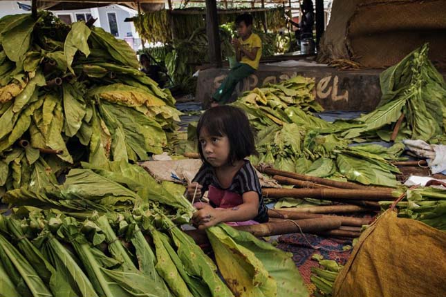Több ezer gyerek dolgozik az indonéz dohányültetvényeken