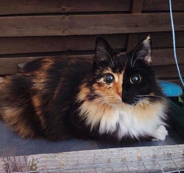 Jasmine macska