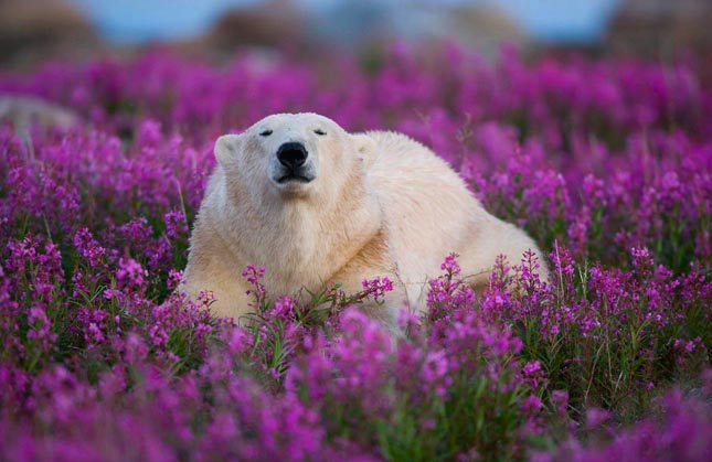 Jegesmedvék mezőn
