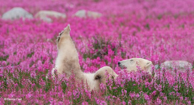 Jegesmedvék mezőn