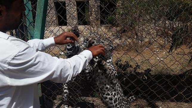 Jemeni állatkert