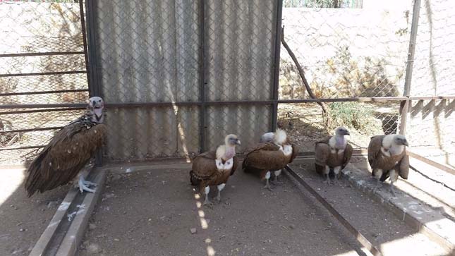 Jemeni állatkert