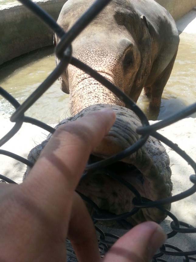 Kaavan elefánt