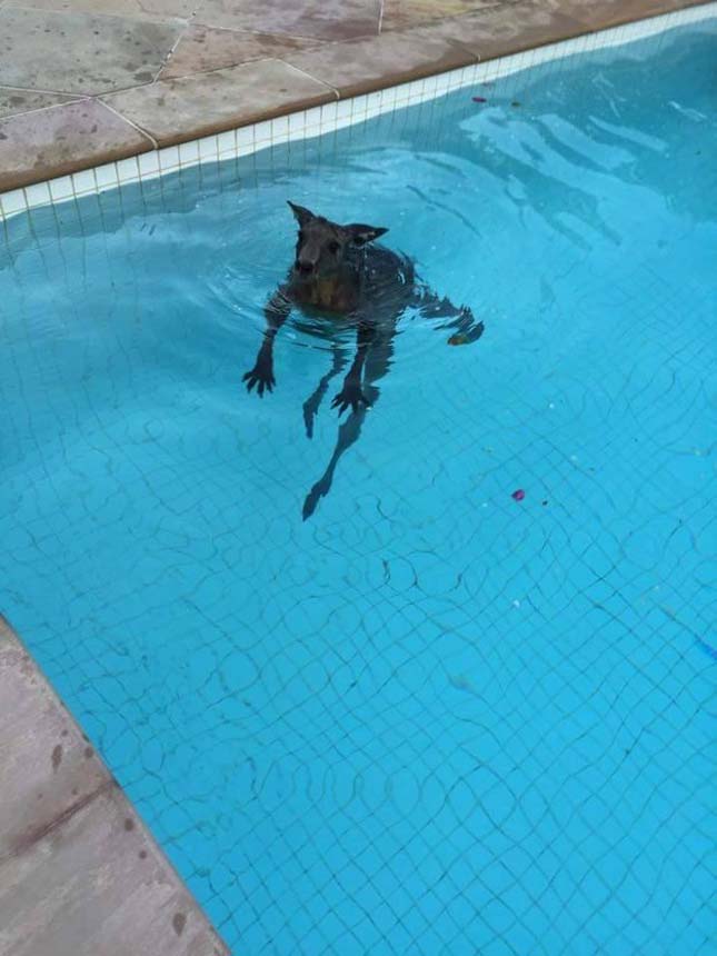Kenguru szökött be  a medencébe