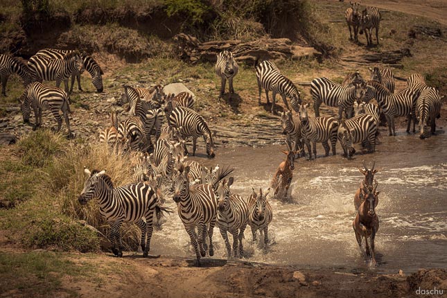 Kenyai vadvilág