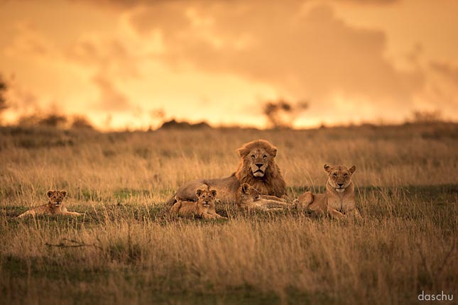 Kenyai vadvilág
