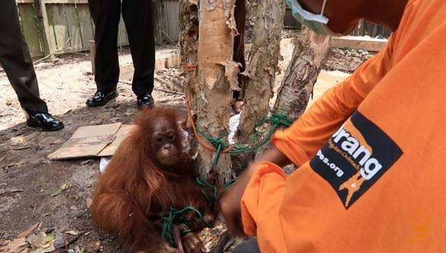 Fához kötve árulták az ellopott orangutánkölyköt