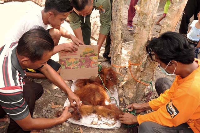 Fához kötve árulták az ellopott orangutánkölyköt