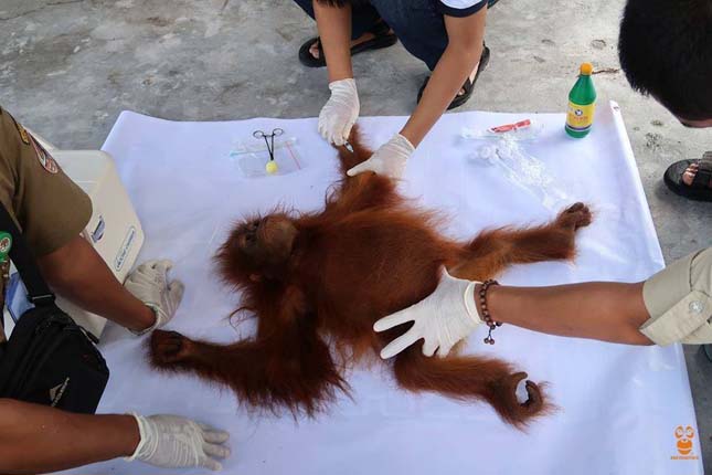 Fához kötve árulták az ellopott orangutánkölyköt