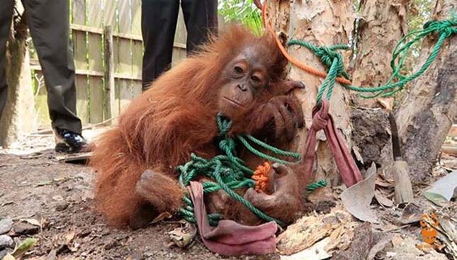 Fához kötve árulták az ellopott orangutánkölyköt