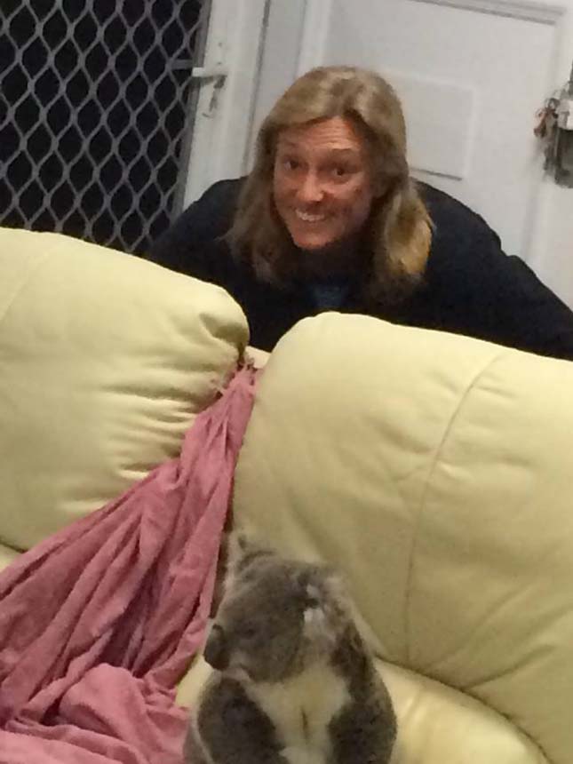 Koala tört be egy házba