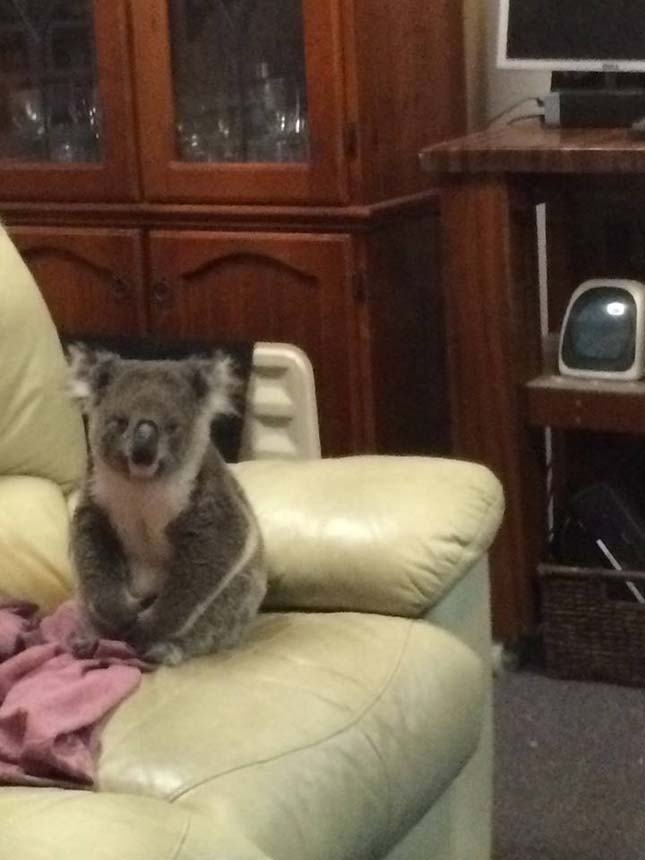 Koala tört be egy házba