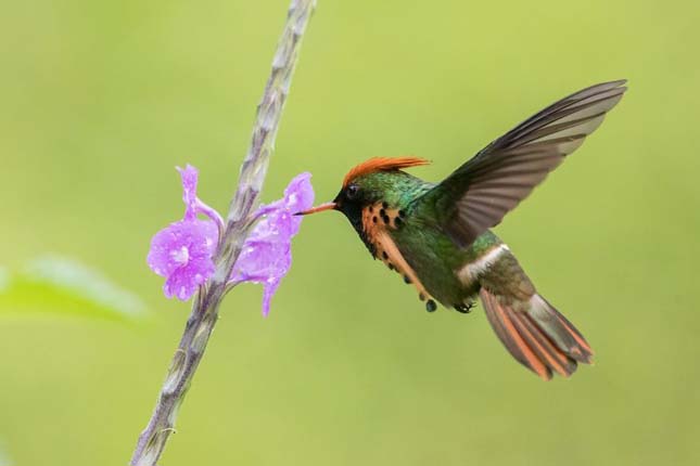 Kolibrik Trinidad és Tobago
