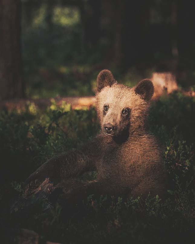 Konsta Punkka lenyűgöző természetfotói