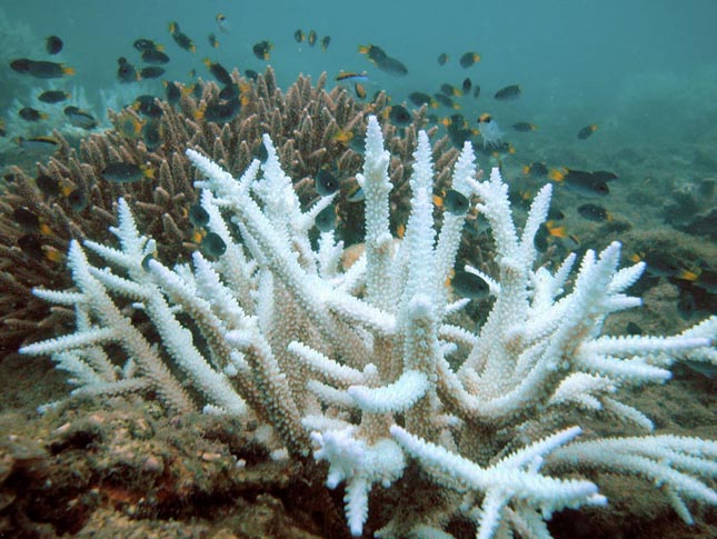 Korallfehéredés
