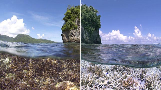 Korallfehéredés