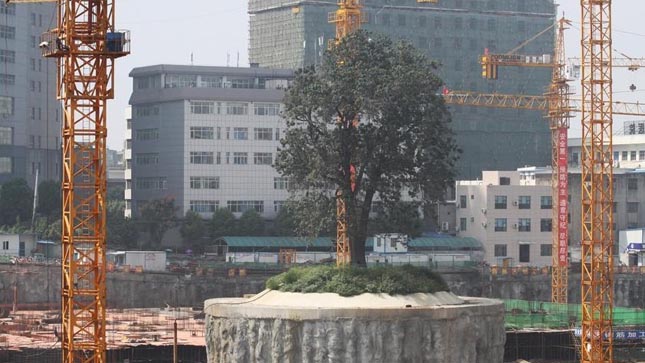 Körbeépítik a 323 éves fát Kínában