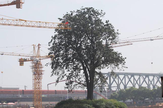 Körbeépítik a 323 éves fát Kínában