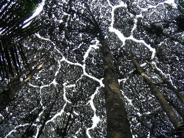 Crown shyness - Dryobalanops aromatica