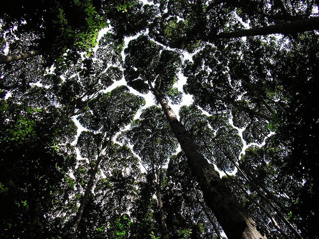 Crown shyness - Dryobalanops aromatica