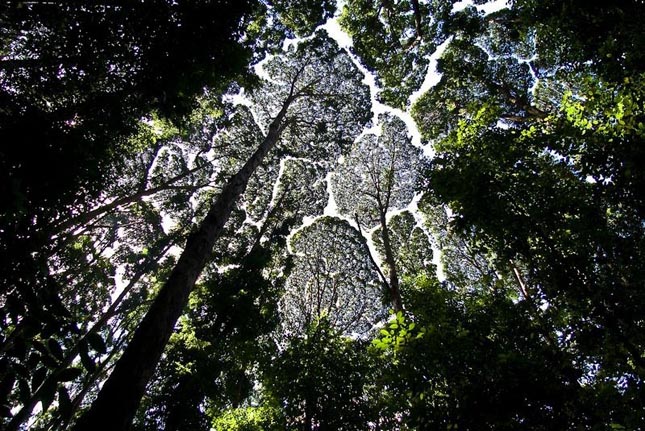 Crown shyness - Dryobalanops aromatica