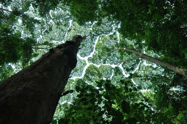 Crown shyness - Dryobalanops aromatica