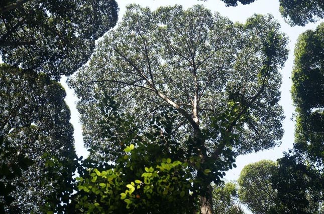 Crown shyness - Dryobalanops aromatica