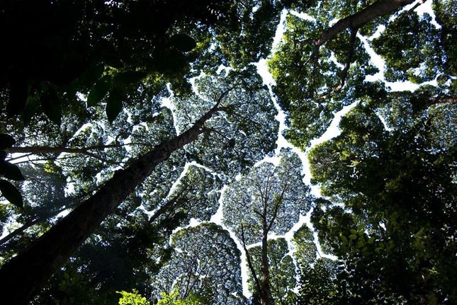 Crown shyness - Dryobalanops aromatica